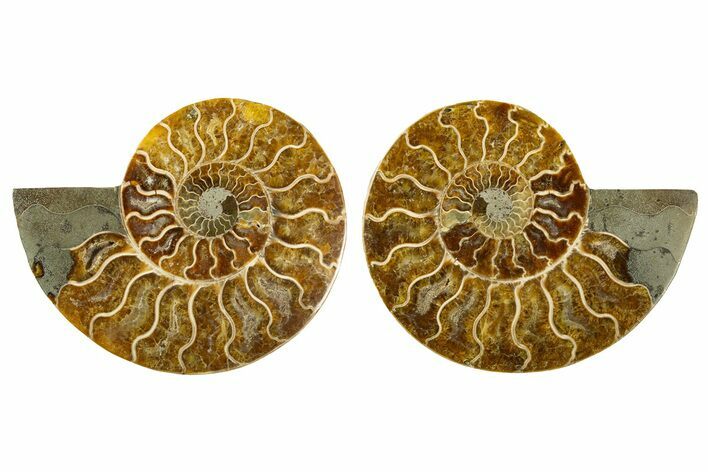 Cut & Polished, Agatized Ammonite Fossil - Madagascar #308680